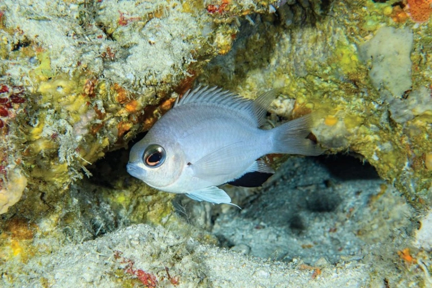 В глубоководных коралловых рифах Мальдив обнаружен новый вид рыб-ласточек
