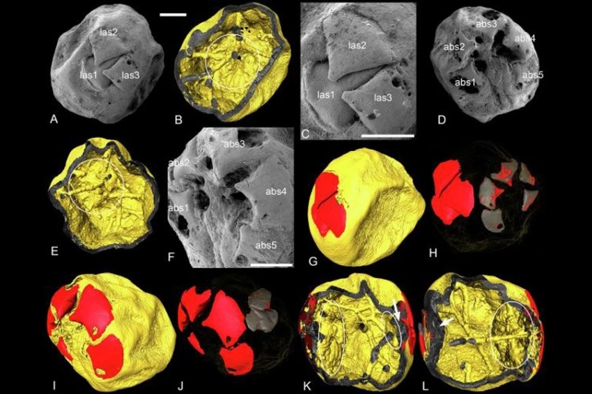 Крошечные окаменелости раскрывают подробности жизни полмиллиарда лет назад