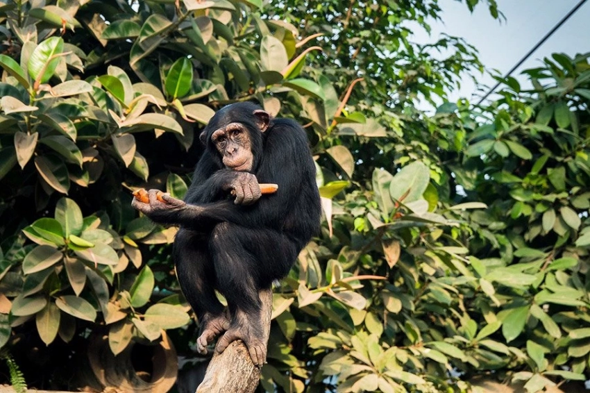 Шимпанзе генетически адаптированы к местной среде обитания и инфекциям