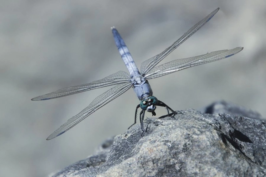 Вымирание угрожает почти четверти всех пресноводных видов