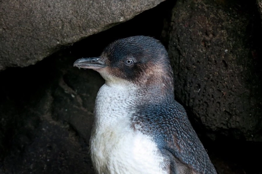 Когда пингвины разводятся, это влияет на всю колонию