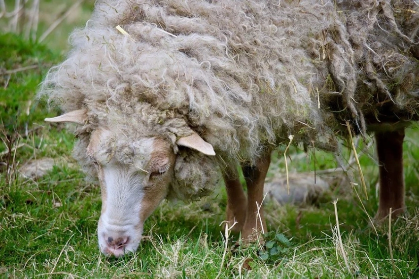 Анализ древней ДНК воскрешает 11 000-летнюю геномную историю овец и людей