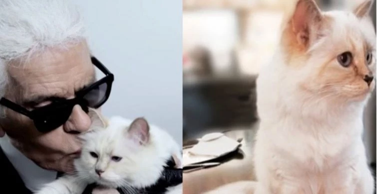 Не только мурлыканье: кошки и их тайные знаки о надвигающейся опасности