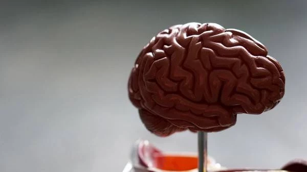 «Ньютон открыл всё до 40 лет». Ученые рассказали, в каком возрасте мозг достигает пика развития и когда он начинает деградировать