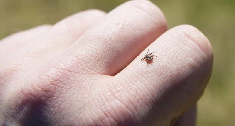 Весна пришла: как защитить себя от клещей в этот сезон?