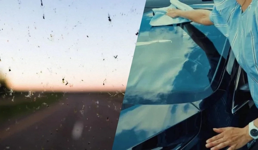 Как и чем очистить лобовое стекло от мошек и помета