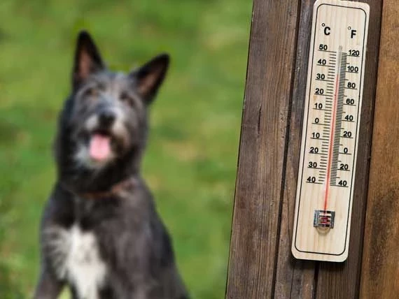 Комфортное лето вашего питомца: как спасти жизнь во время жары собаке, кошке, грызуну и птице